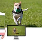 camera motion detection a dog