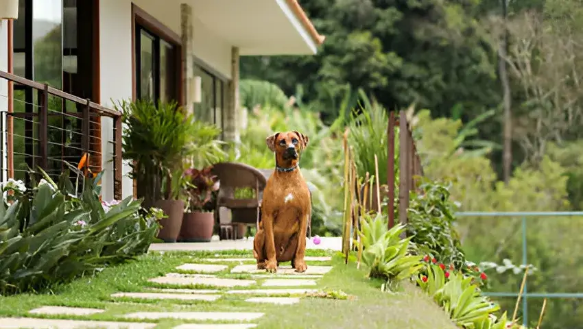 Good dog guarding a house
