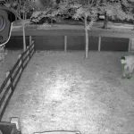 night vision security camera captures a stranger in the yard