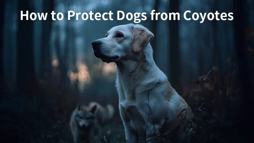 How to Protect Dogs from Coyotes: A Comprehensive Guide